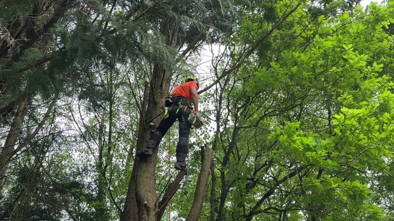 Best Hazardous Tree Removal  in Iraan, TX