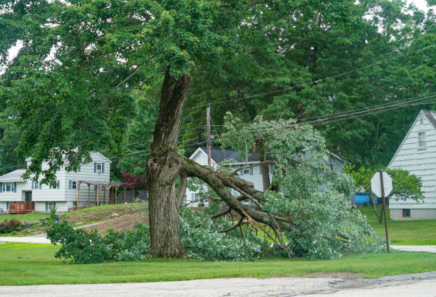 Best Emergency Tree Removal  in Iraan, TX